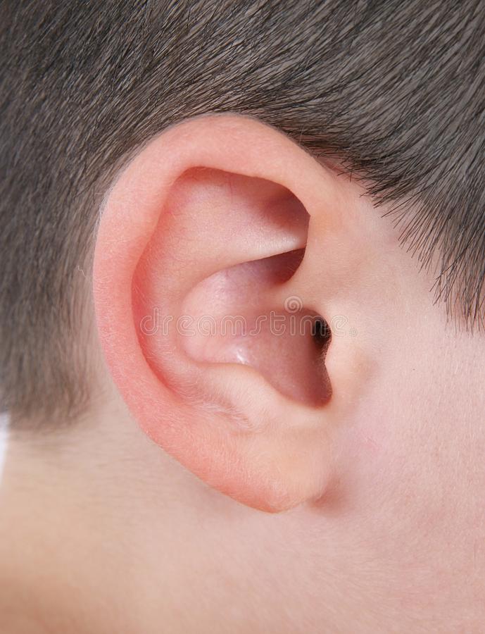 Ear